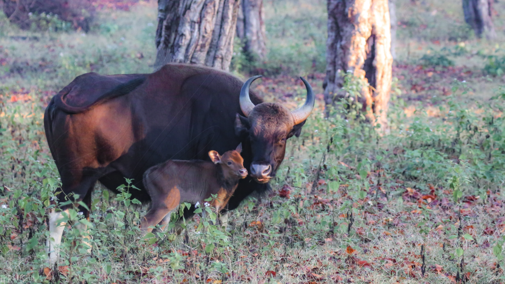 Gaur - Indian Bison