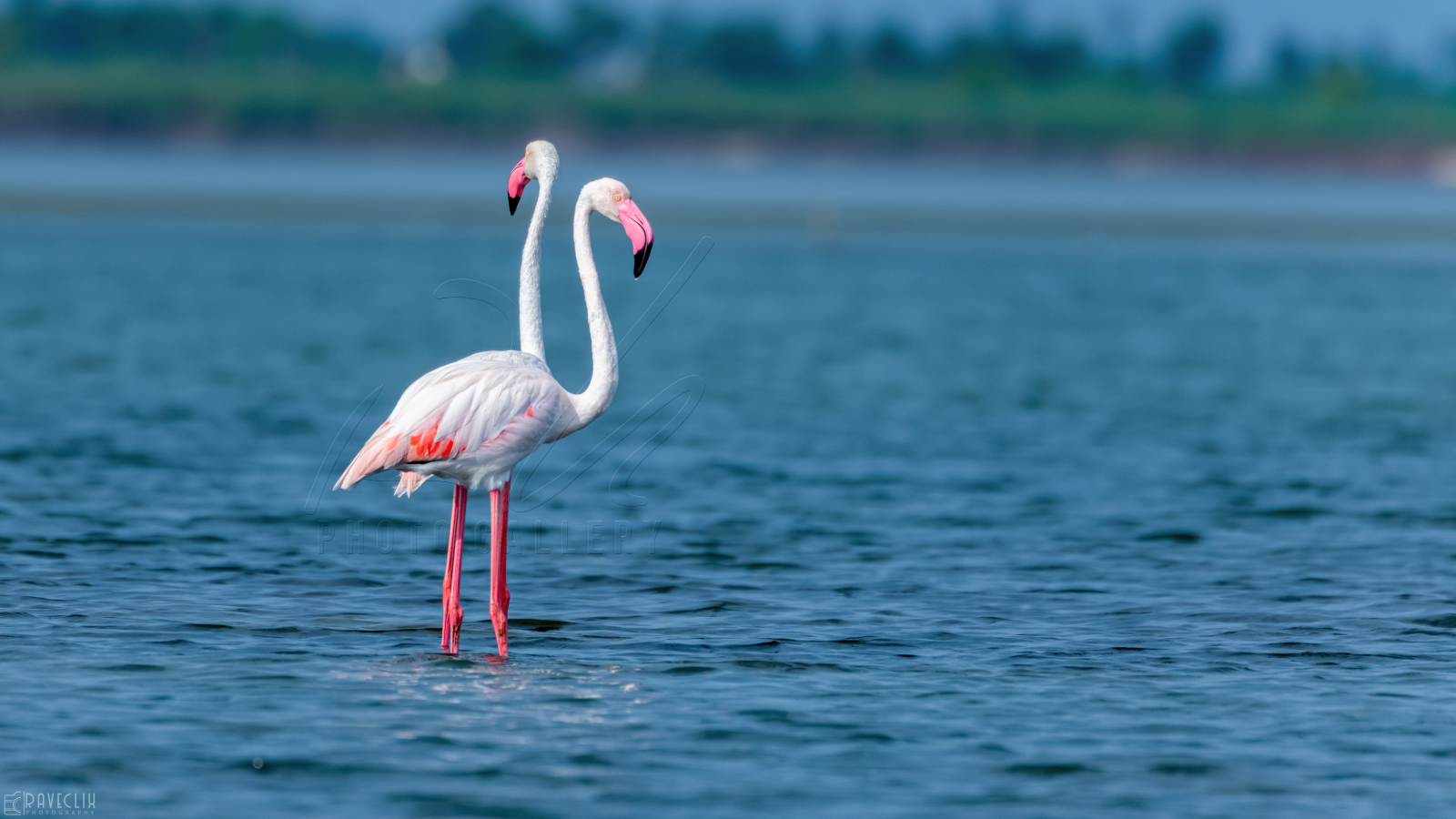 "Surahi" - Greater Flamingo(s)