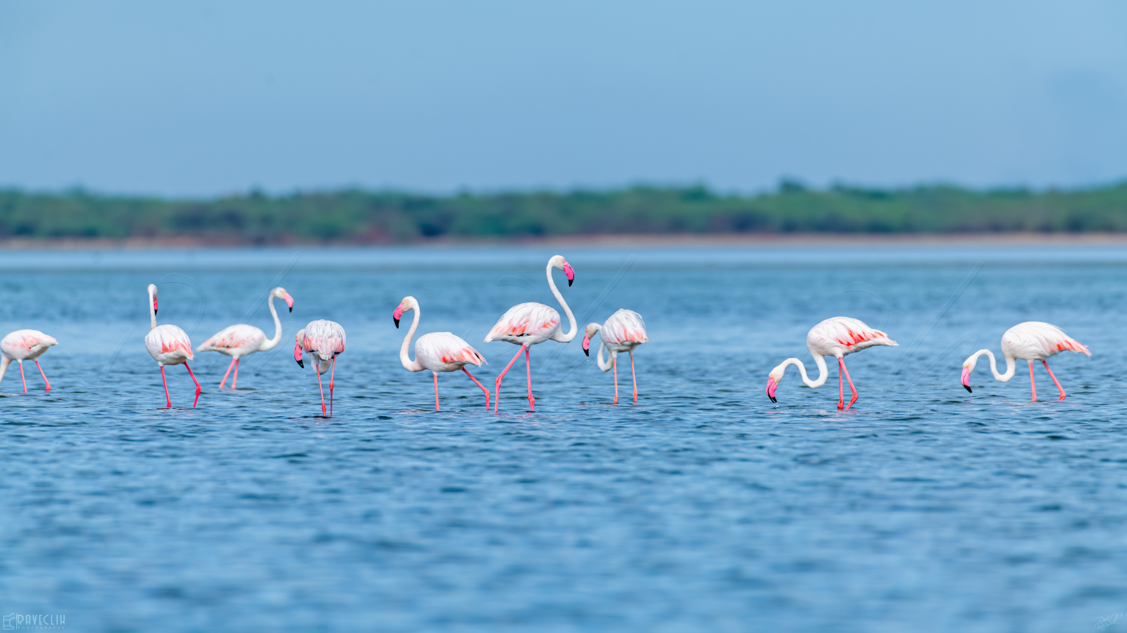 "Family Time" - Greater Flamingo(s)