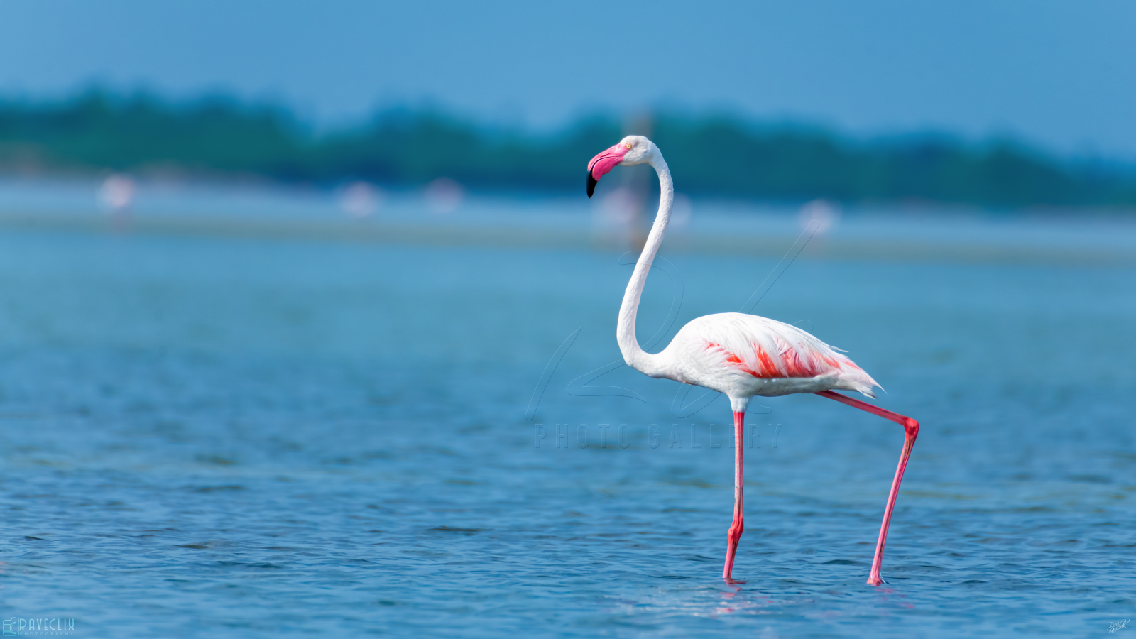 "Ekla Cholo" - Greater Flamingo