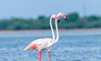 Greater Flamingo(s)