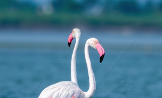 "Surahi" - Greater Flamingo(s)