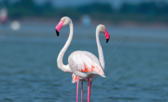 Greater Flamingo(s)