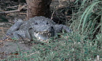 Mugger Crocodile