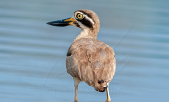 Great Thick-Knee