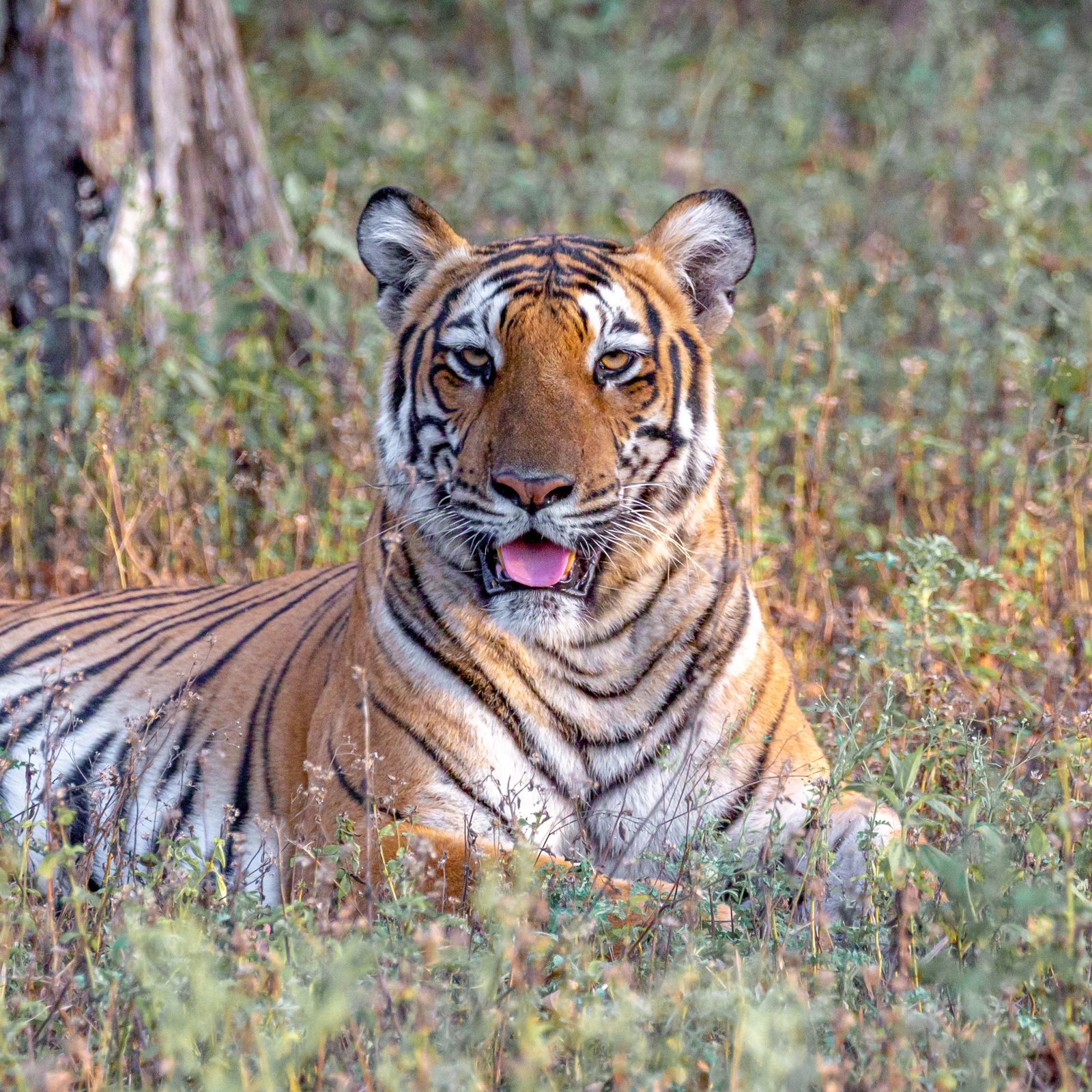 Tigers of India